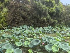-海珠湖公园