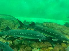 -太平洋海底世界