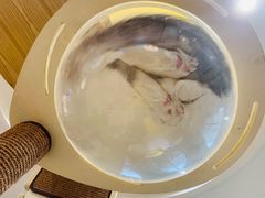 -滚猫咖啡·猫咖·猫友好撸猫(未来城店)