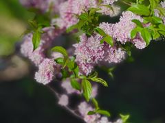 -国家植物园