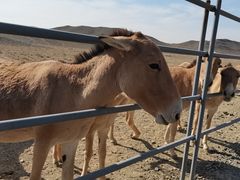 -新疆天山野生动物园