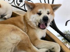 -喜柴咖啡·柴犬狗咖