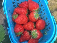 -尚田草莓姑娘白草莓采摘基地