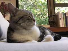 店里的猫-咖法森林·咖啡  酒吧(天河店)