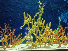 -珠海长隆海洋王国