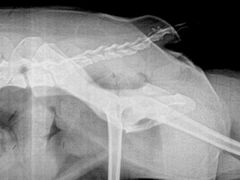 -佳雯宠物医院·皮肤科·内外科(春晓路分院)