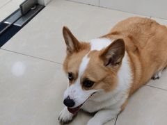 -瑞鹏宠物医院华南总院·夜诊·心脏科·骨科