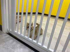 -瑞派·爱瑞可动物医院·口腔专科(广华新城分院)