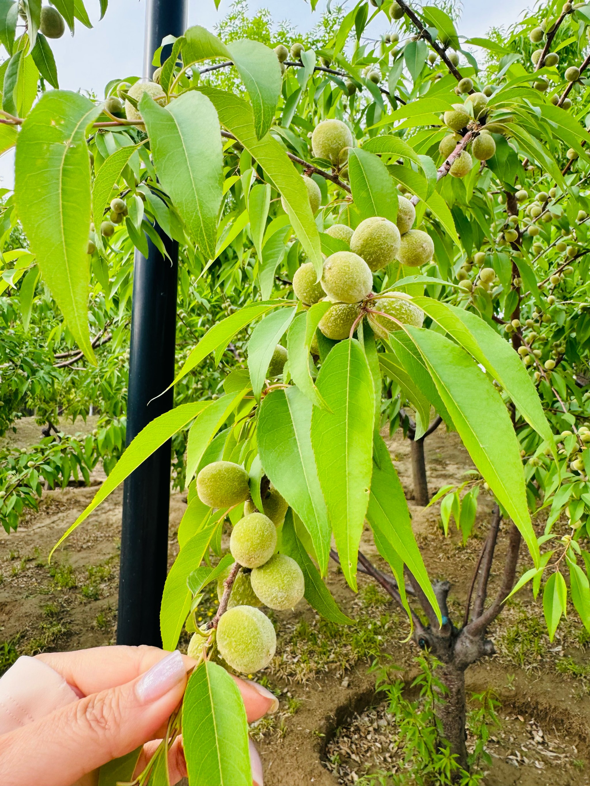 山桃树介绍图片