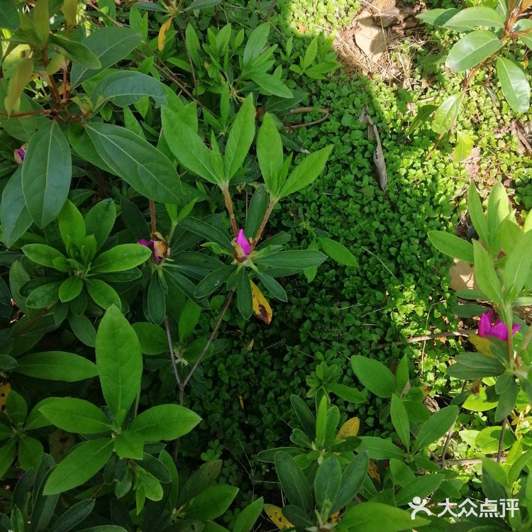 今个儿看到就已经长开了，梅红的花朵可美了