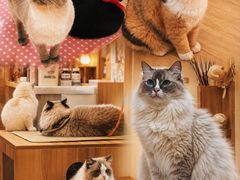 -滚猫咖啡·猫咖·猫友好撸猫(未来城店)