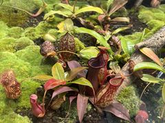 -国家植物园南园