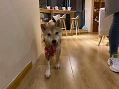 -柴犬小屋·柴餐厅·狗咖食堂(金鼎广场店)