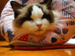 -爱诺动物医院(崂山店)