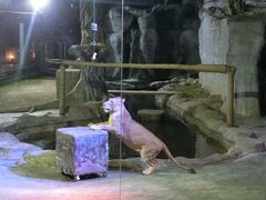 -清迈夜间动物园