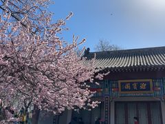 -桃花堤公园