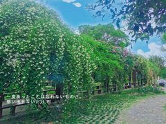 -鹅湖玫瑰文化园