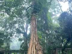 -广西壮族自治区药用植物园