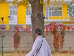 -三里屯东五街银杏大道