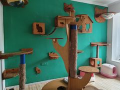 -柚子猫舍·精品猫舍购猫·猫咪认养·购宠·宠物店