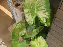 -老绥元烧麦·家常菜(大召店)