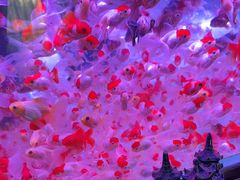 -山东柏宁水族批发广场