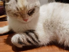 -猫小院猫主题餐厅(三里屯店)