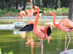 -石家庄市动物园