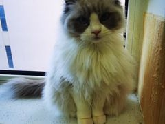 -鼓捣猫呢主题猫咖店