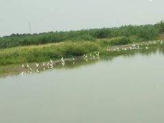 -同里国家湿地公园
