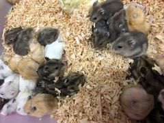 -双季花艺园艺市场(浦东店)