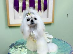 -鑫艺宠物美容培训学校