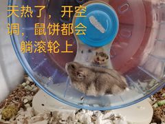 -钓仓鼠(洋桥北里小区店)