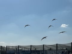 -盐城丹顶鹤湿地生态旅游区