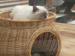 -袖虎·猫馆(体育西路店)