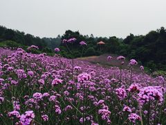景点-保利石象湖景区
