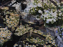 -循礼门鲜花花市(武汉循礼门店)