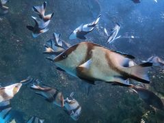 -海合安青岛极地海洋公园