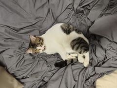 -伟伟宠物医院·瑞派猫友好医院·猫科(光谷店)