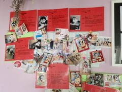 零售区-Husky Go! 哈士奇体验馆·宠物咖啡厅狗咖