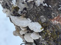 -峡谷浮石林景区