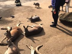 -可伦宾野生动物保护区