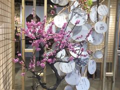 -石家庄市植物园