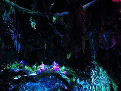 -奥兰多迪士尼动物王国乐园