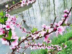 -溱湖国家湿地公园