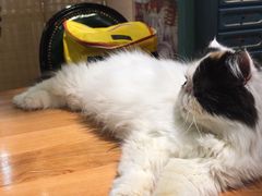 -猫小院猫主题餐厅(三里屯店)