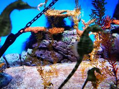 -上海海洋水族馆