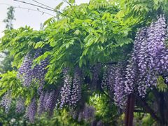 -嘉定紫藤园