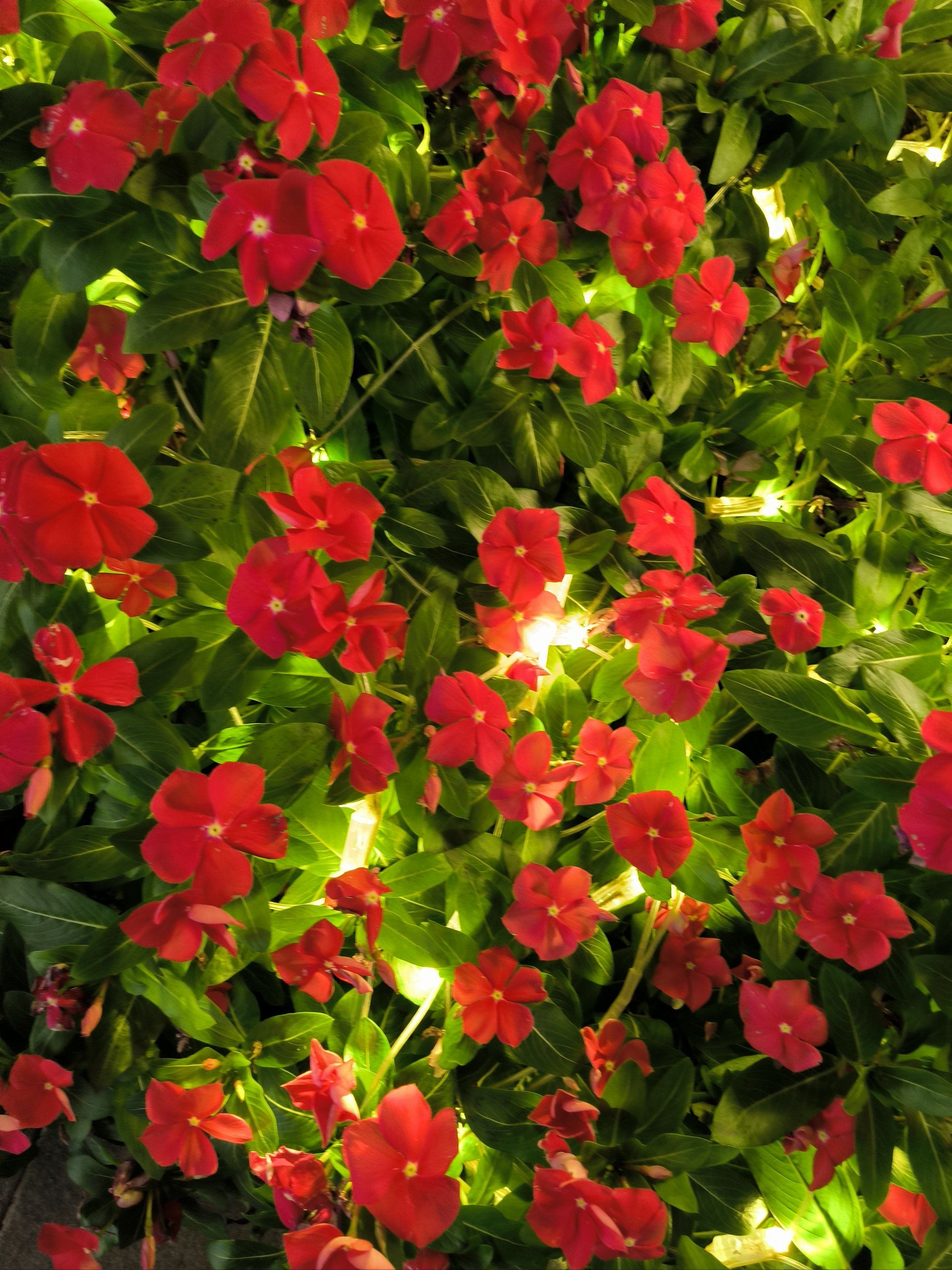 每天认识一种花