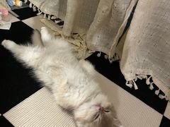 -瑞派康怡24h宠物医院·犬猫医疗中心·微创绝育(瑞景分院)